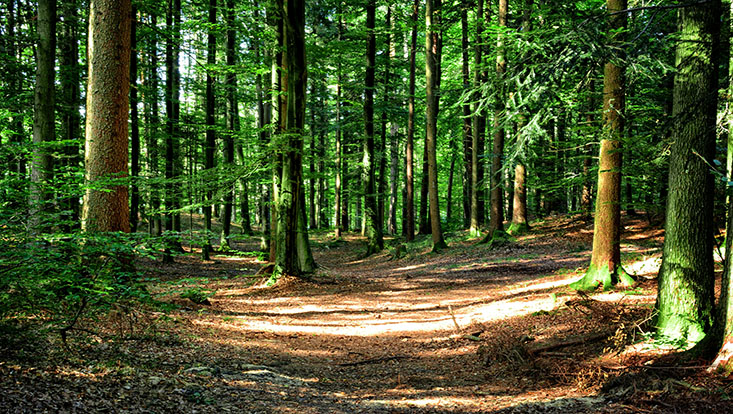 Gesunder Wald